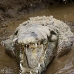 crocodile_american_tar_v_1557_cos2560.jpg